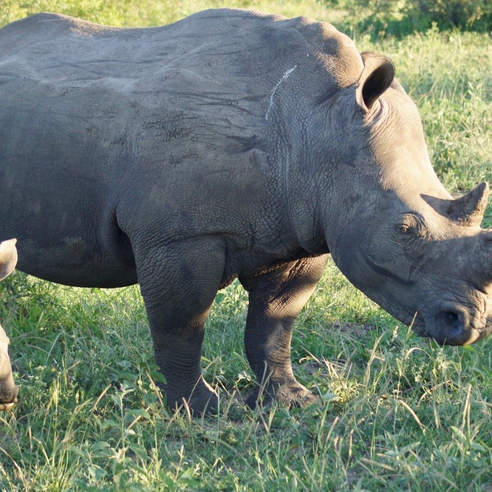 Highlights von Südafrika